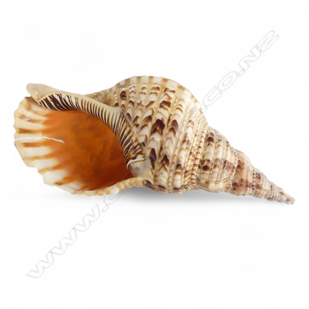 GIANT TRITON SHELL 'TRITONS TRUMPET' L.355mm chips Image 1++