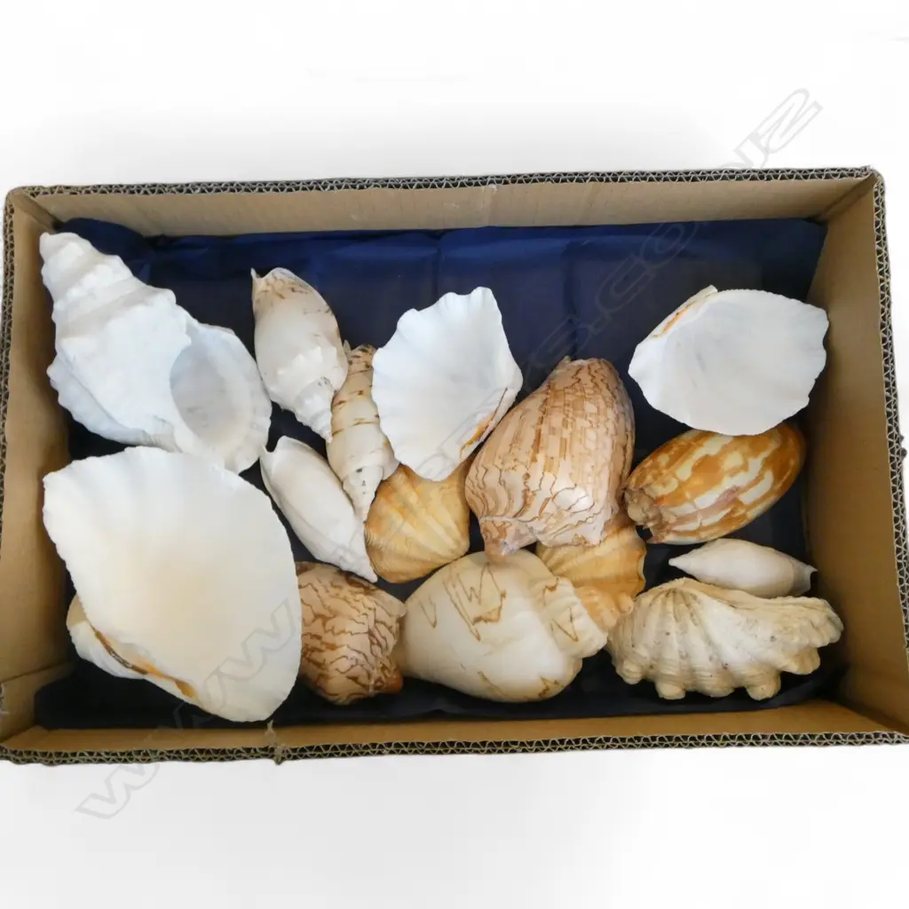 ASST. SHELLS Image 1++