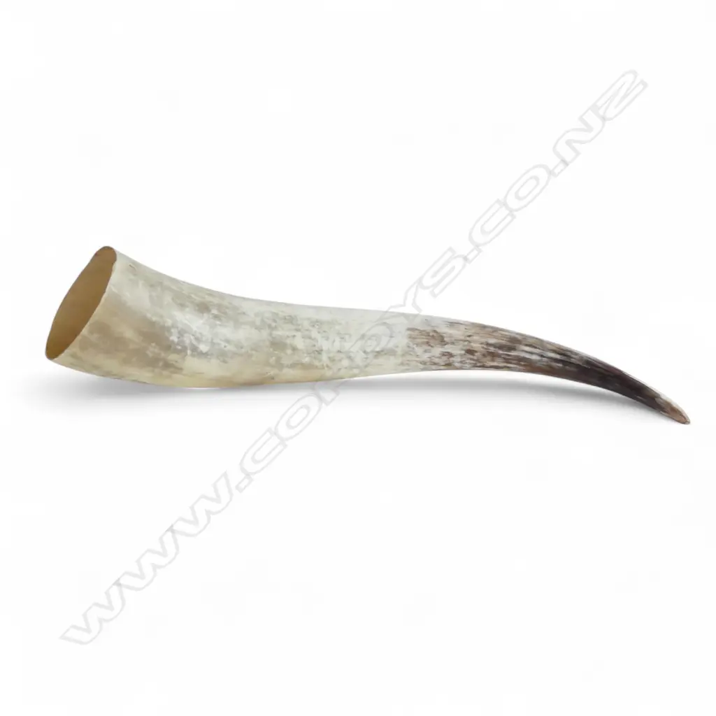 VERY LARGE POLISHED COW OR OX HORN L.730mm Image 1++