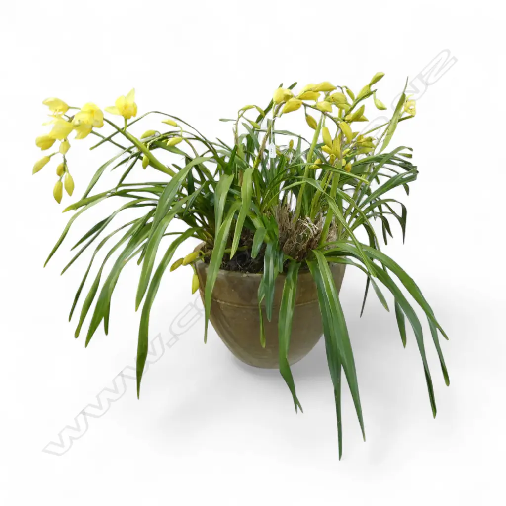 LG POTTED YELLOW ORCHID H.800mm Image 1++