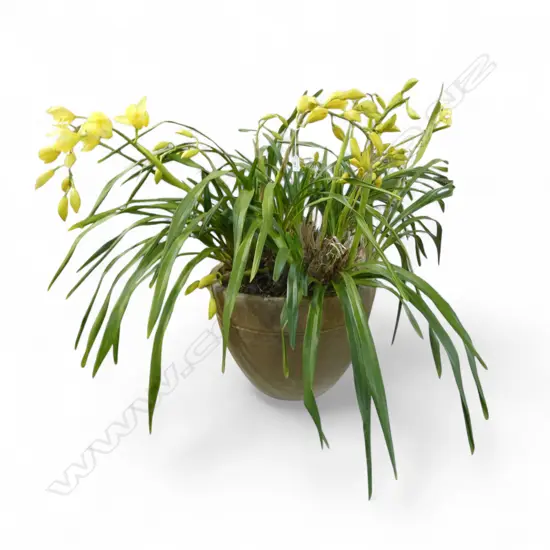 LG POTTED YELLOW ORCHID H.800mm