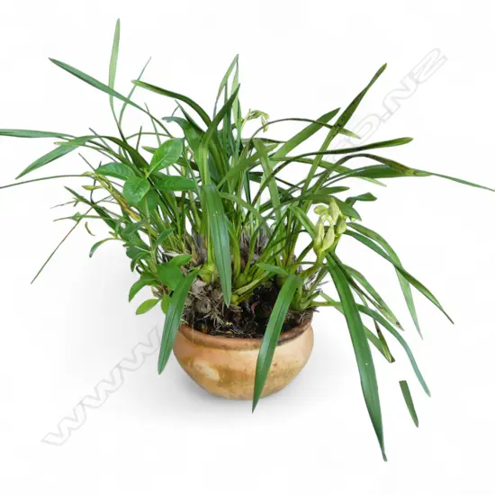 LG POTTED ORCHID H.700mm