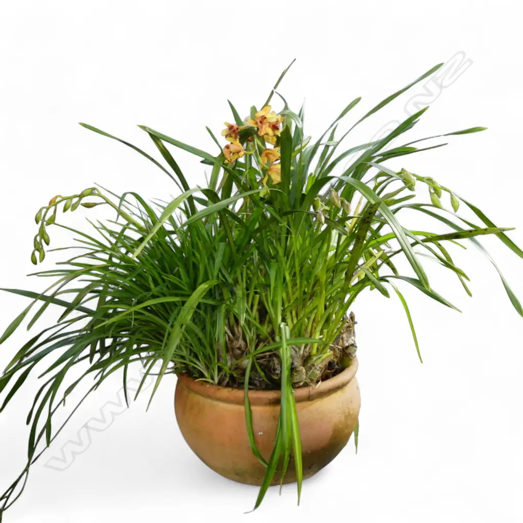 LG POTTED ORCHID H.900mm Image 1++