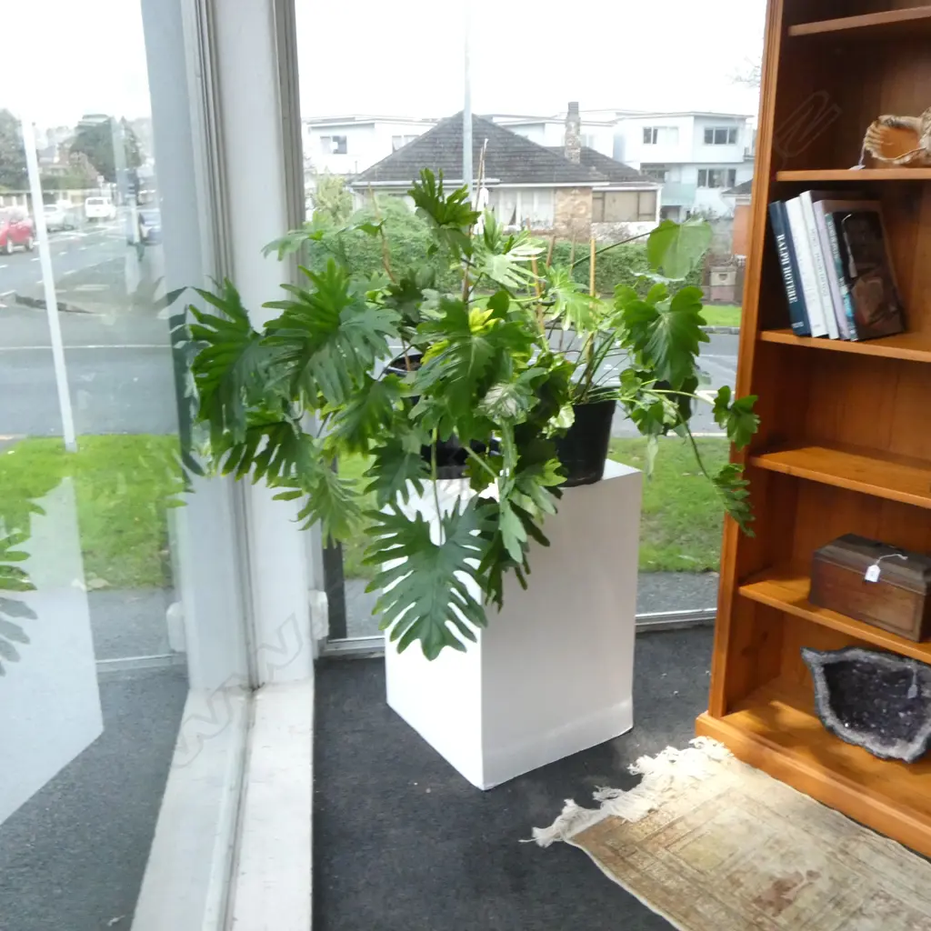 3 PLANTS Image 1++