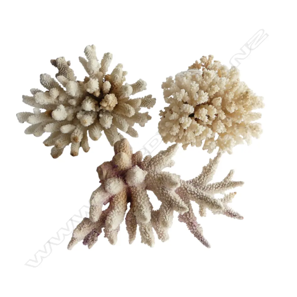 3 WHITE CORALS W.190mm Image 1++