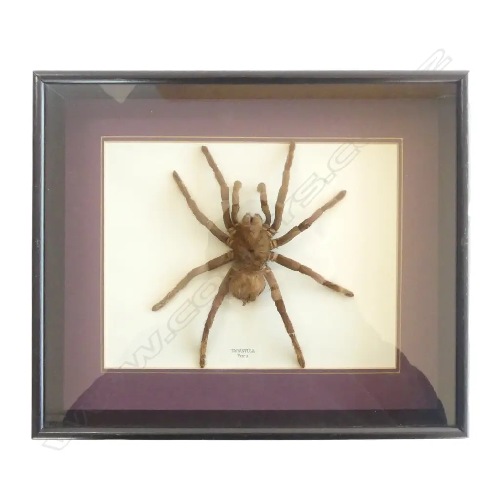 FRAMED SPIDER 'TARANTULA PERU' 250x300mm Image 1++