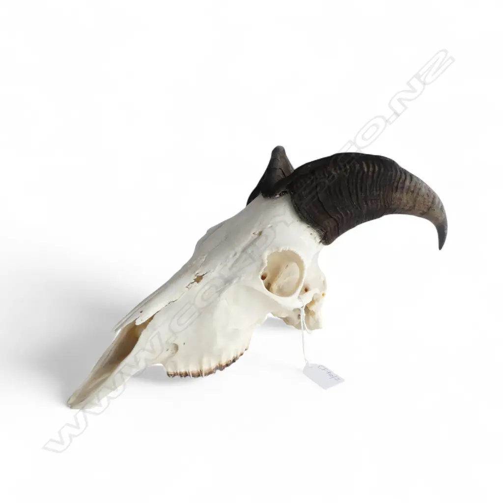 TAHR SKULL L.380mm Image 1++