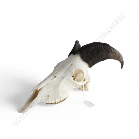 TAHR SKULL L.380mm