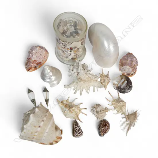 SHELL COLLECTION