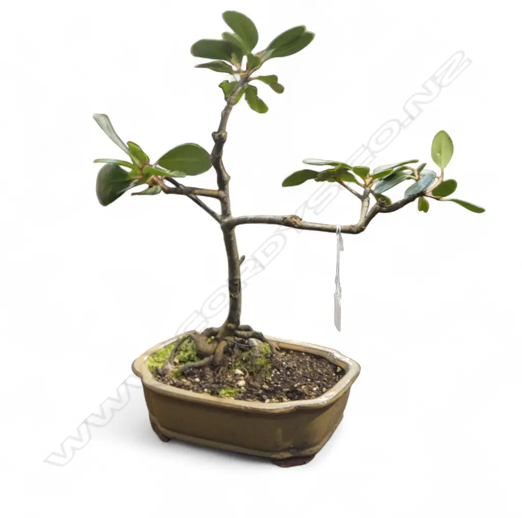 BONSAI TREE H.480mm Image 1++