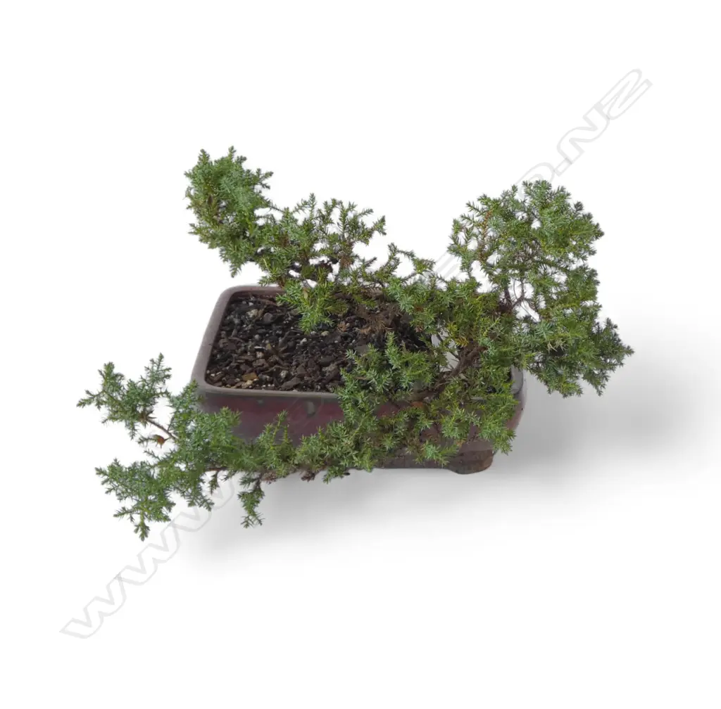 BONSAI TREE W.390mm Image 1++