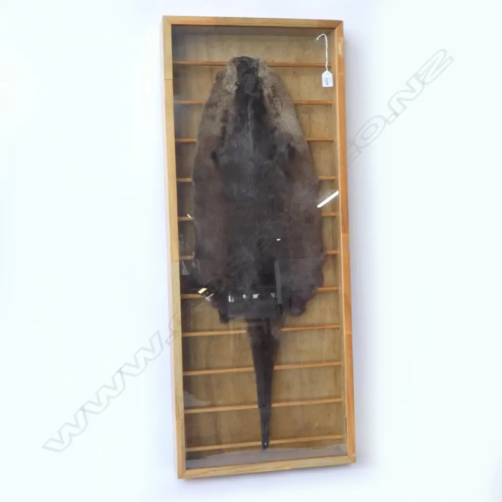 FRAMED TAXIDERMY OTTER 420x90x1040mm Image 1++