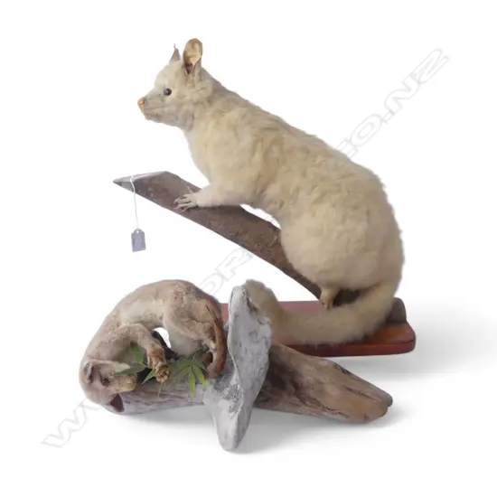 TAXIDERMY WHITE POSSUM H.450mm & BABY