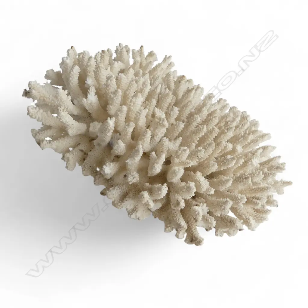 LG WHITE CORAL 280x250mm Image 1++