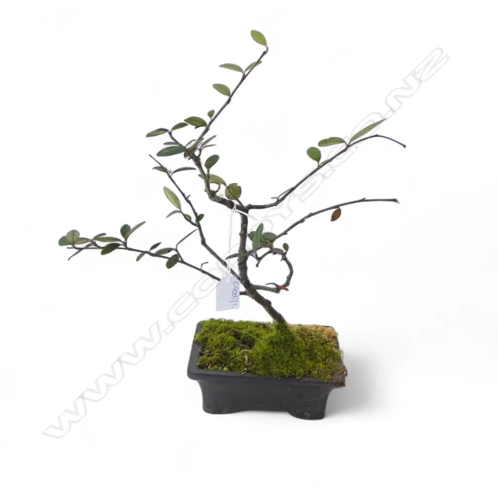 COTONEASTER BONSAI TREE H.390mm Image 1++
