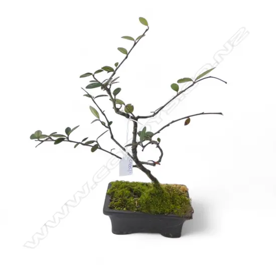 COTONEASTER BONSAI TREE H.390mm