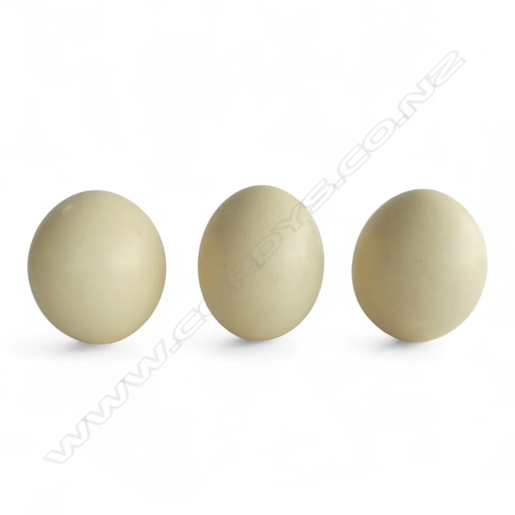 3 OSTRICH EGGS L.150mm Image 1++