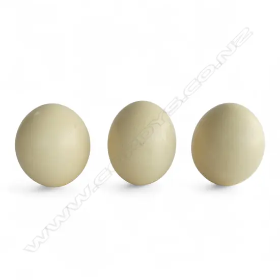 3 OSTRICH EGGS L.150mm