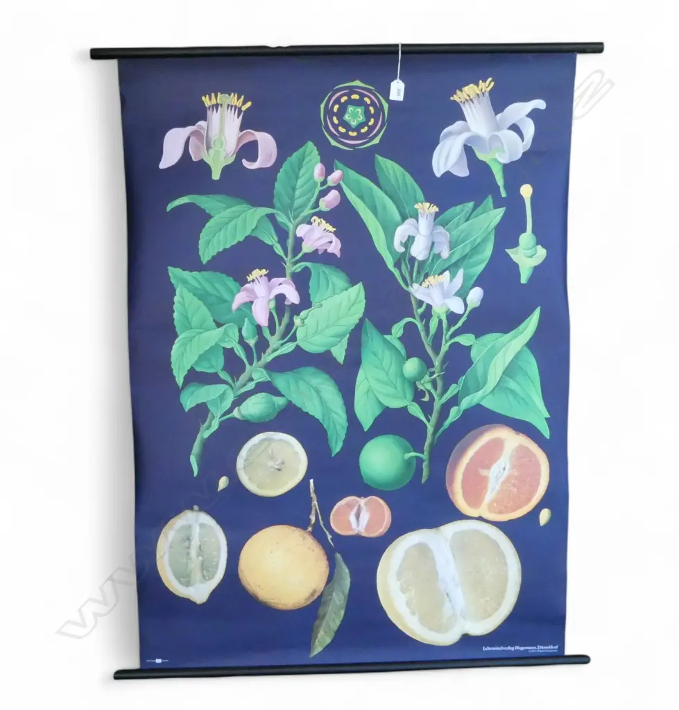 LARGE CITRUS PLANT PRINT H.1170mm Image 1++