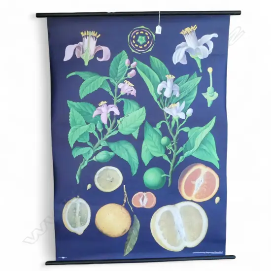 LARGE CITRUS PLANT PRINT H.1170mm