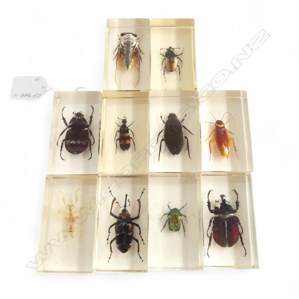 COLLECTION 10 INSECTS ENCASED IN PERSPEX, H.70mm Image 1++