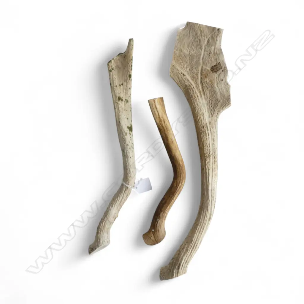 **RTV** 3 ANTLER HORNS L.480mm Image 1++