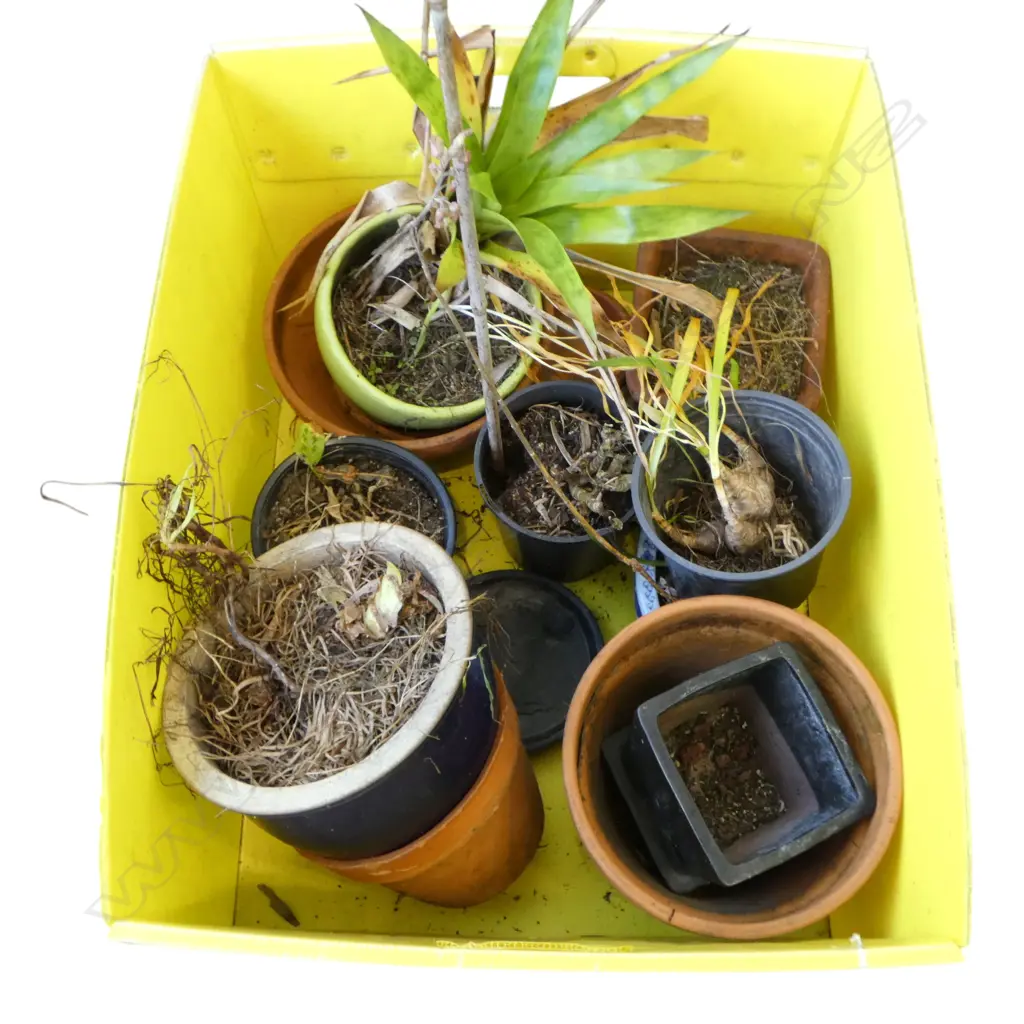 ASST PLANT POTS & PLANTS Image 1++