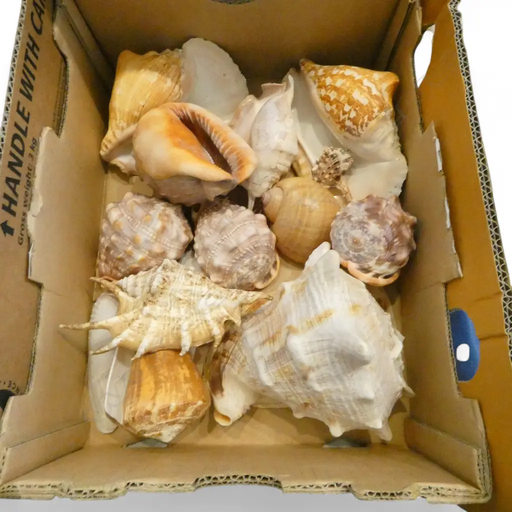 ASST. SHELLS Image 1++