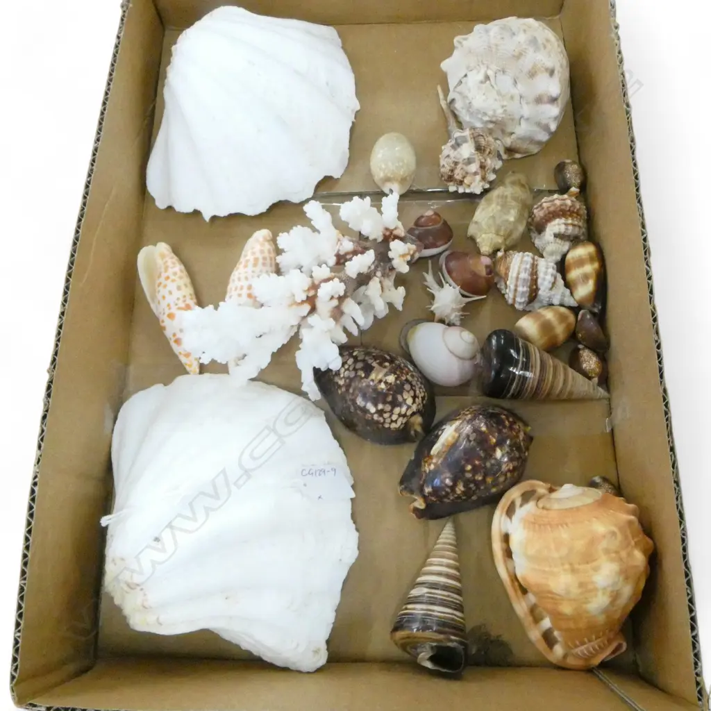 COLLECTION EXOTIC SEA SHELLS: CONCH + SPIDER + CORAL + COWRIE ETC Image 1++