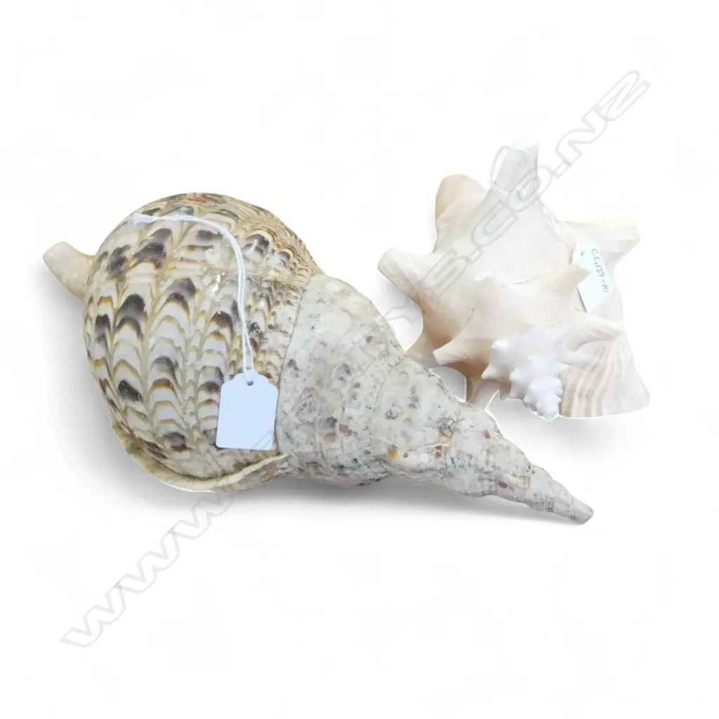 2 LARGE SEA SHELLS: TRUMPET L.330mm + QUEEN CONCH Image 1++