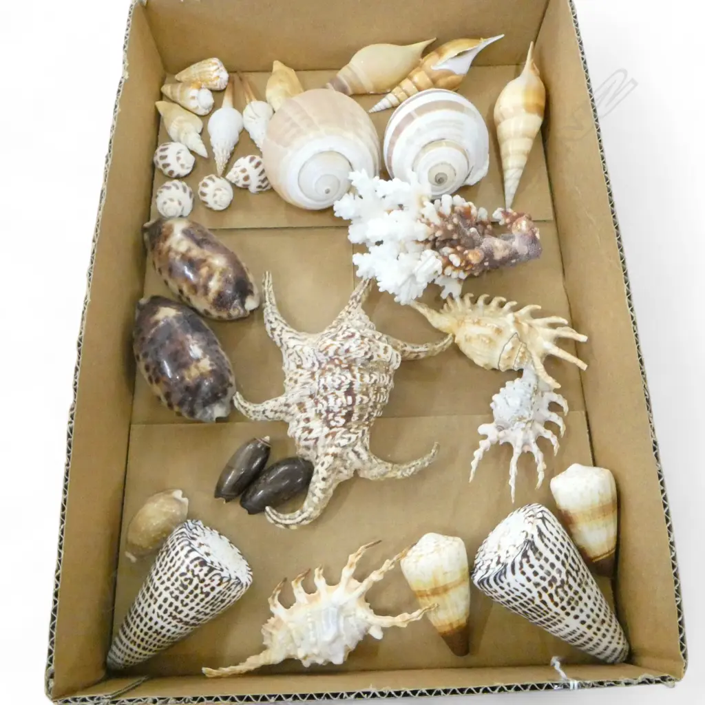 COLLECTION EXOTIC SEA SHELLS: CONCH + SPIDER + CORAL + COWRIE ETC Image 1++