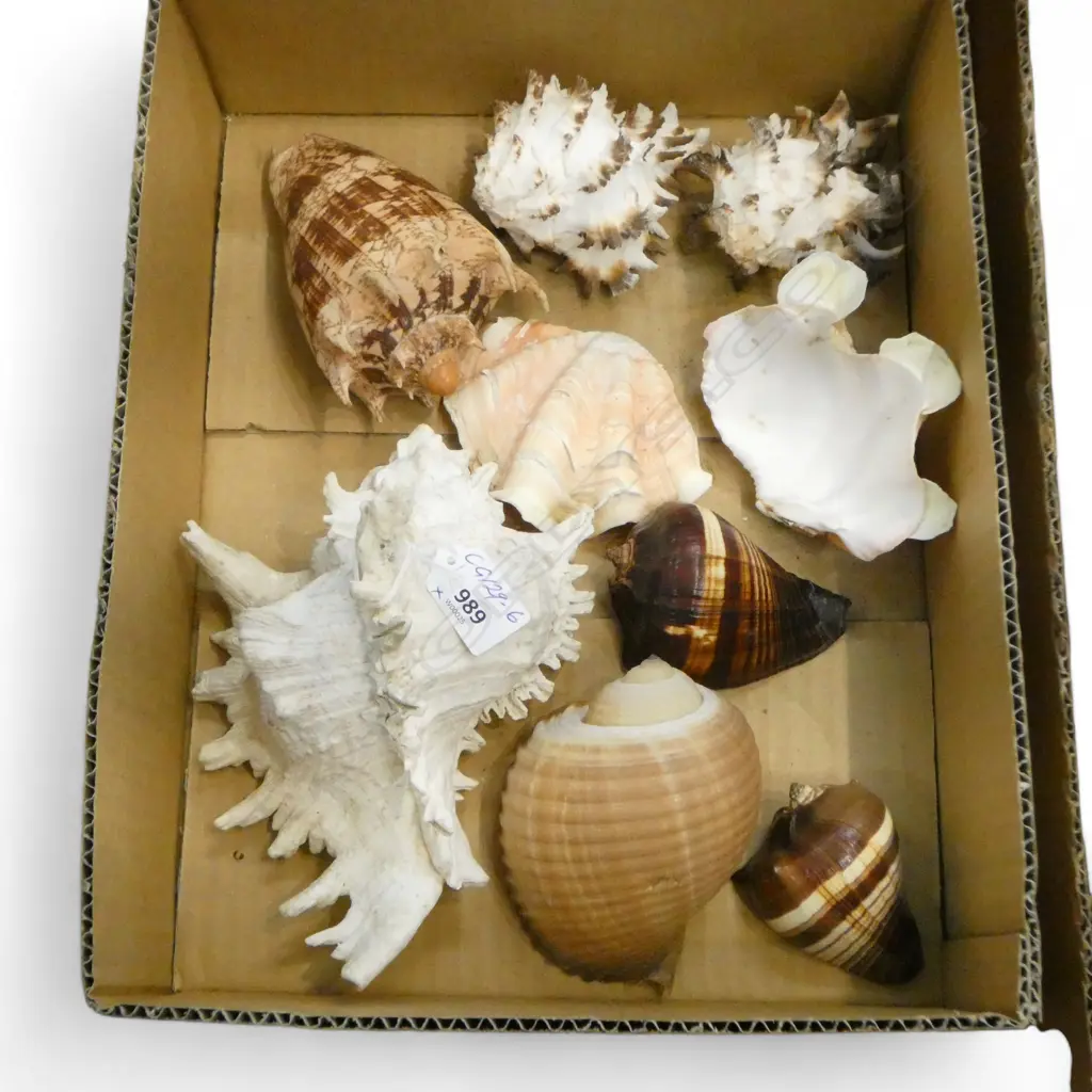 COLLECTION EXOTIC SEA SHELLS: CONCH + CLAMS ETC Image 1++