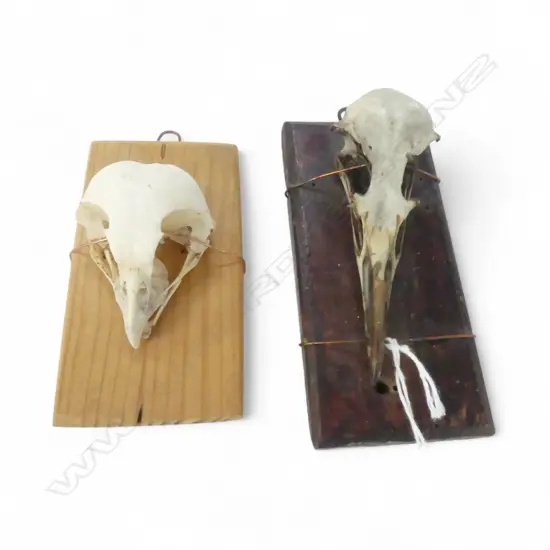 2 SMALL MOUNTED BIRD SKULLS H.110mm