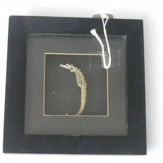 SMALL FRAMED SEAHORSE SKELETON 65x65mm