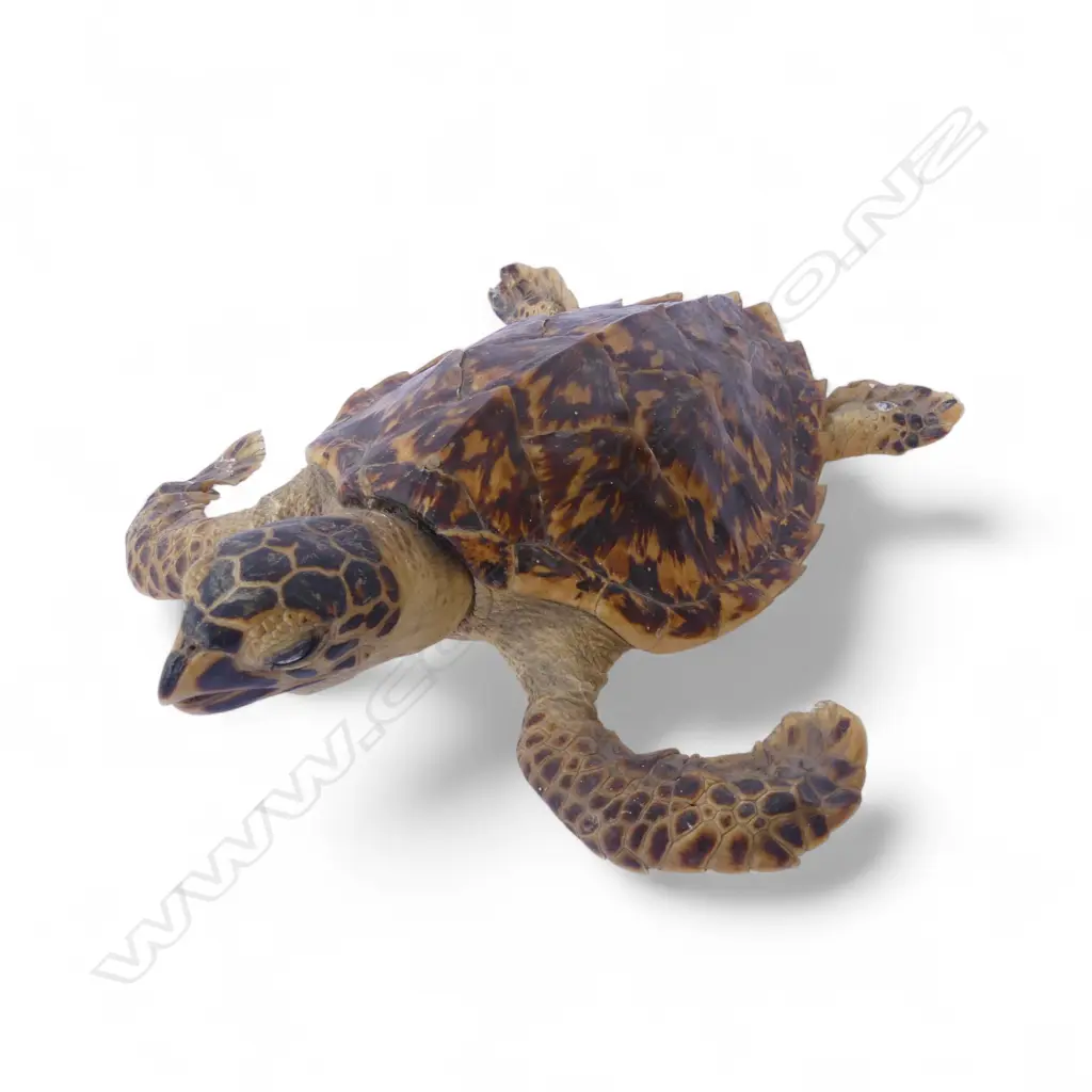 TAXIDERMY SEA TURTLE L.285mm Image 1++