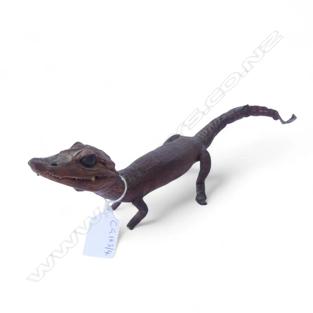 TAXIDERMY BABY CROCODILE L.240mm Image 1++
