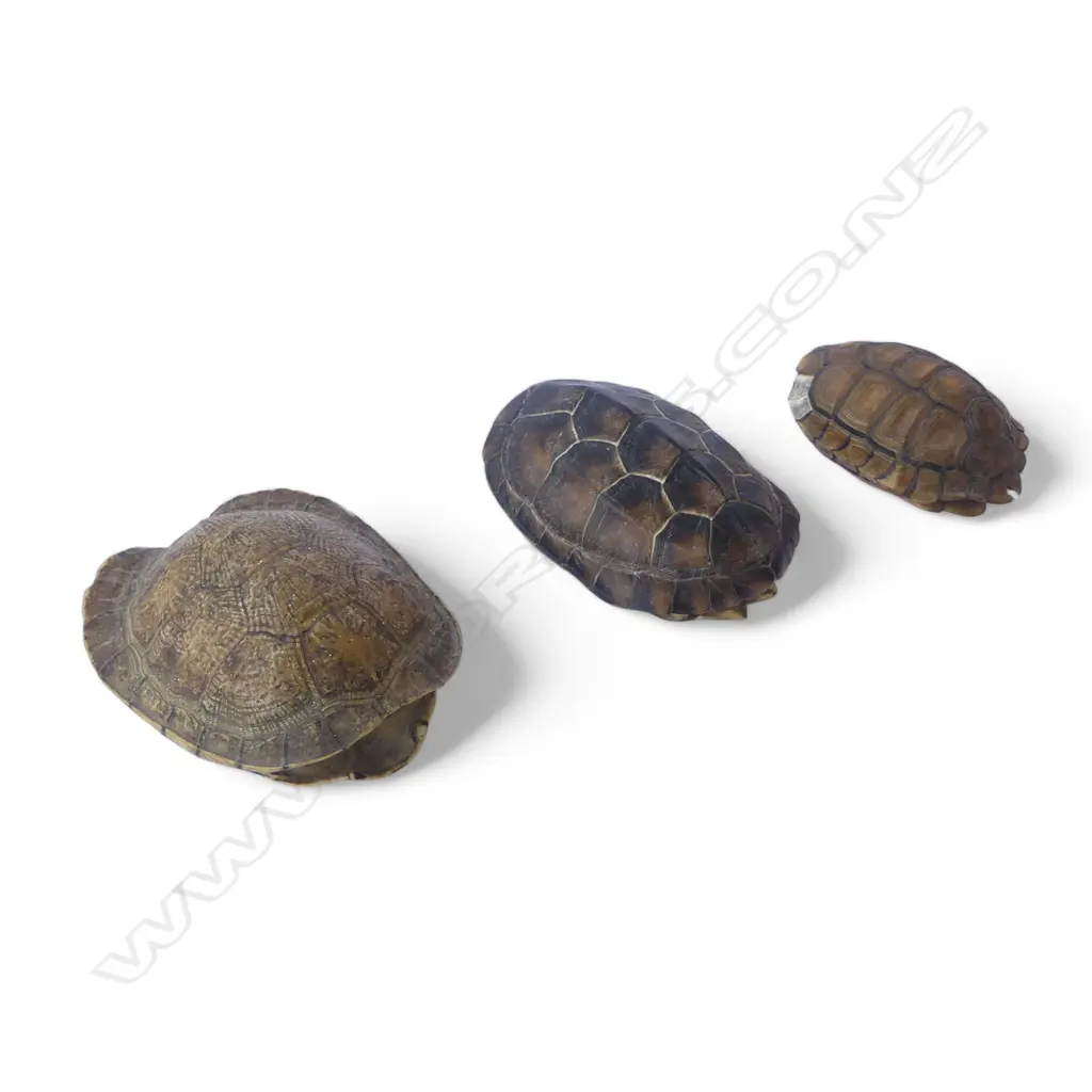 3 TORTOISESHELLS L.100mm Image 1++