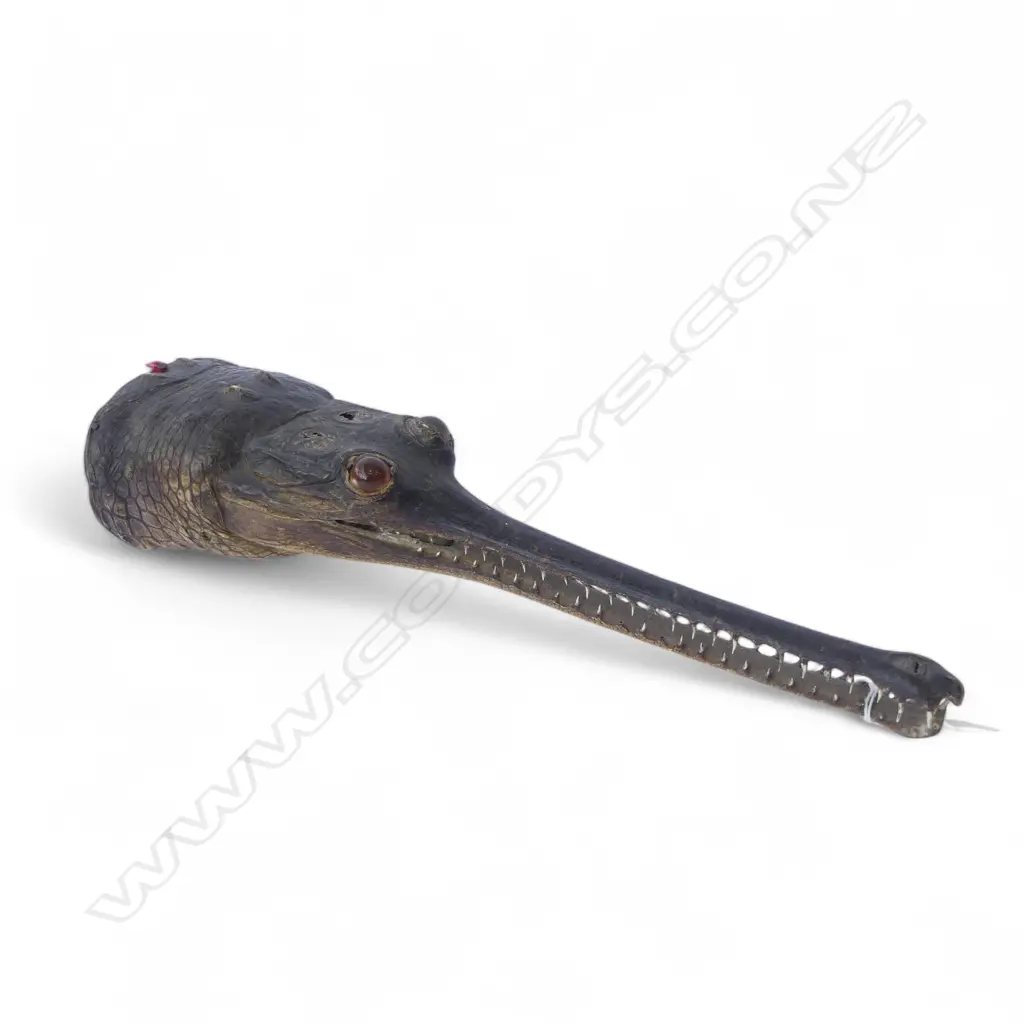 TAXIDERMY INDIAN GHARIAL FRESHWATER CROCODILE L.395mm Image 1++