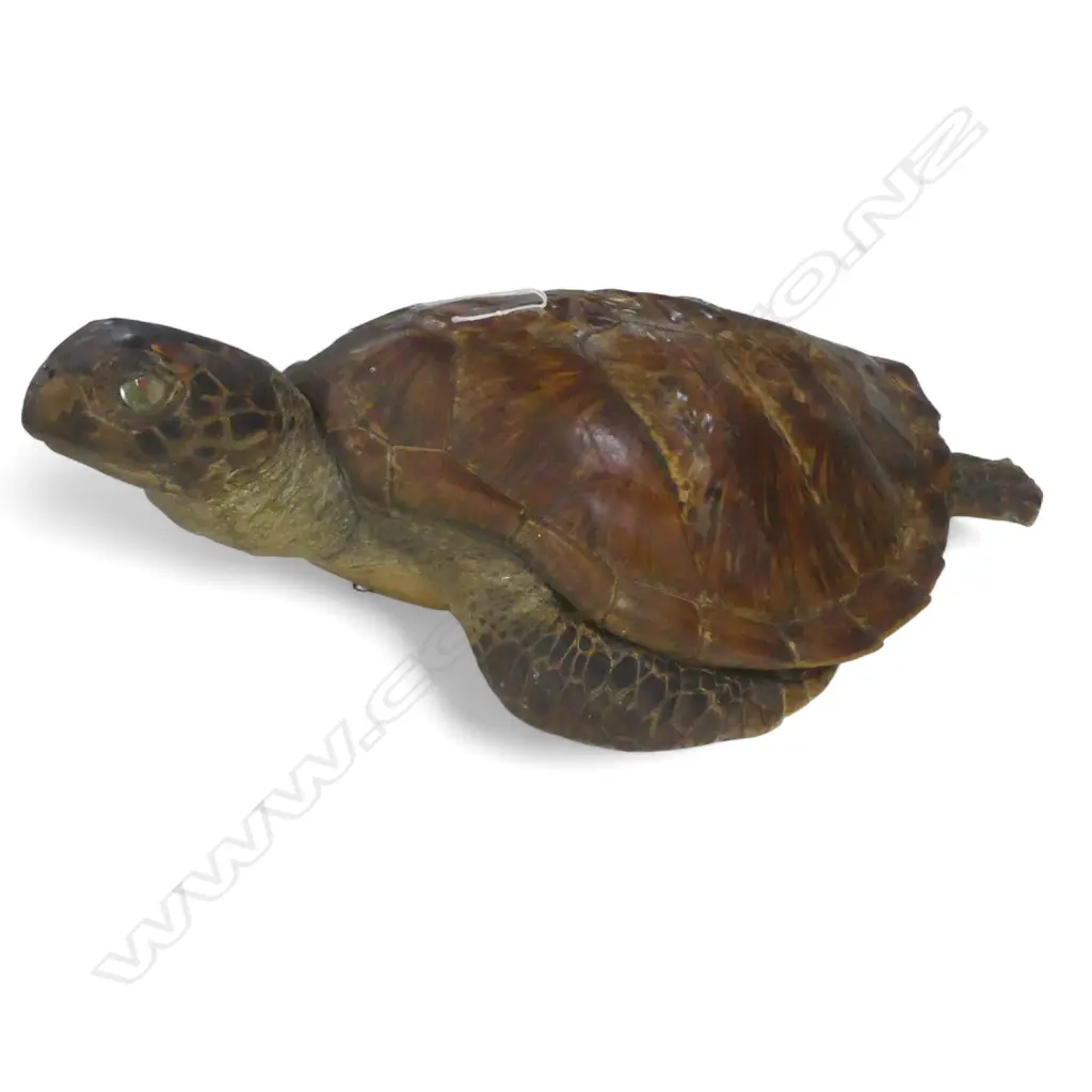 TAXIDERMY SEA TURTLE L.525mm Image 1++