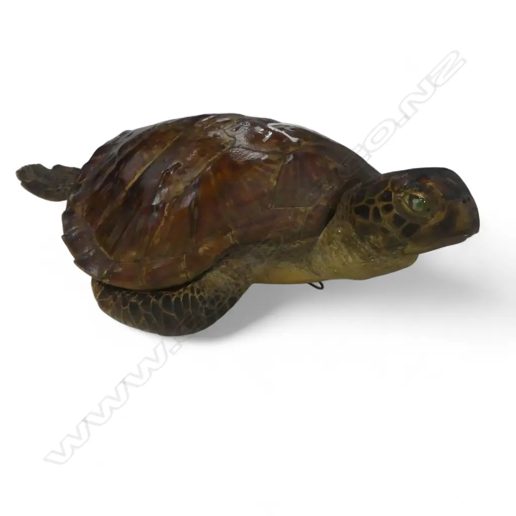 TAXIDERMY SEA TURTLE L.525mm Image 1++