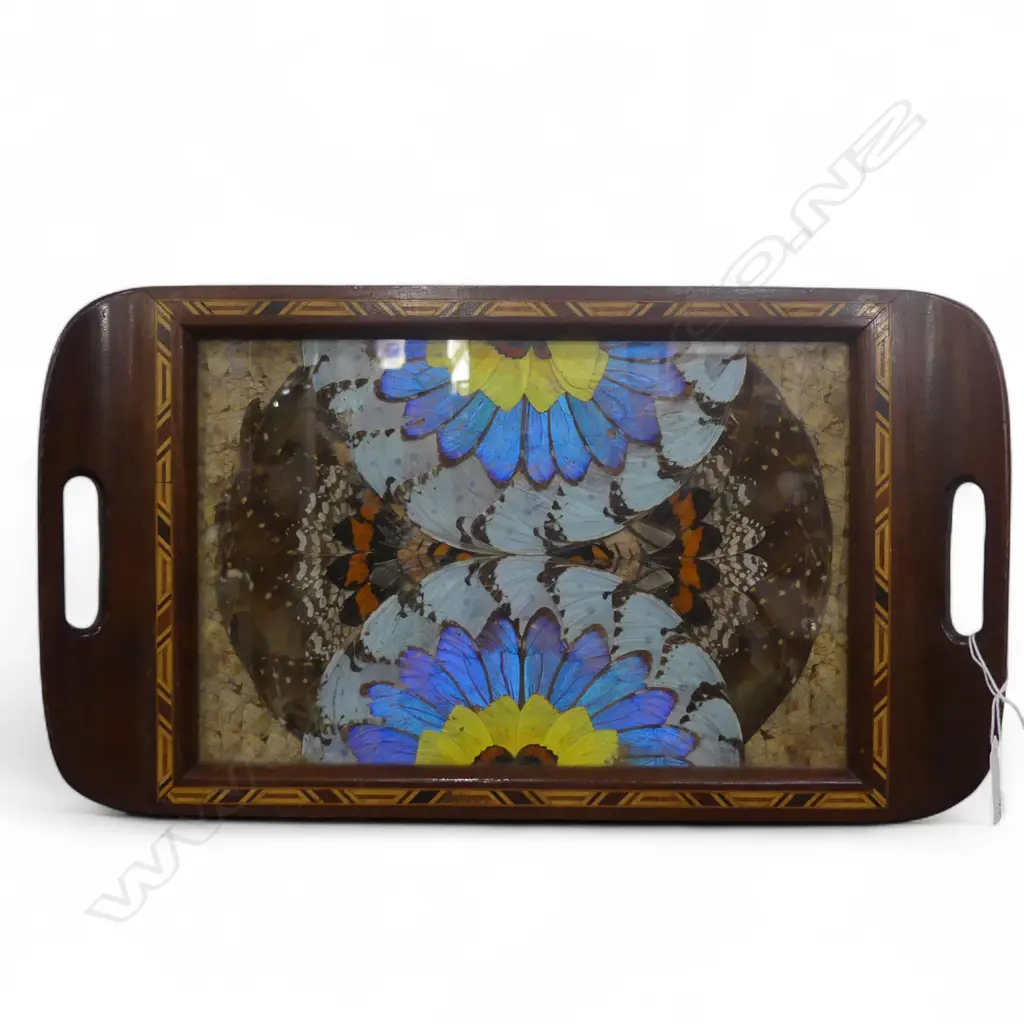 BUTTERFLY WINGS TRAY W.415mm Image 1++
