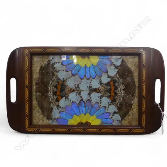 BUTTERFLY WINGS TRAY W.415mm