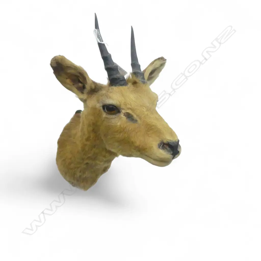 TAXIDERMY KLIPSPRINGER ANTELOPE HEAD H.375mm Image 1++