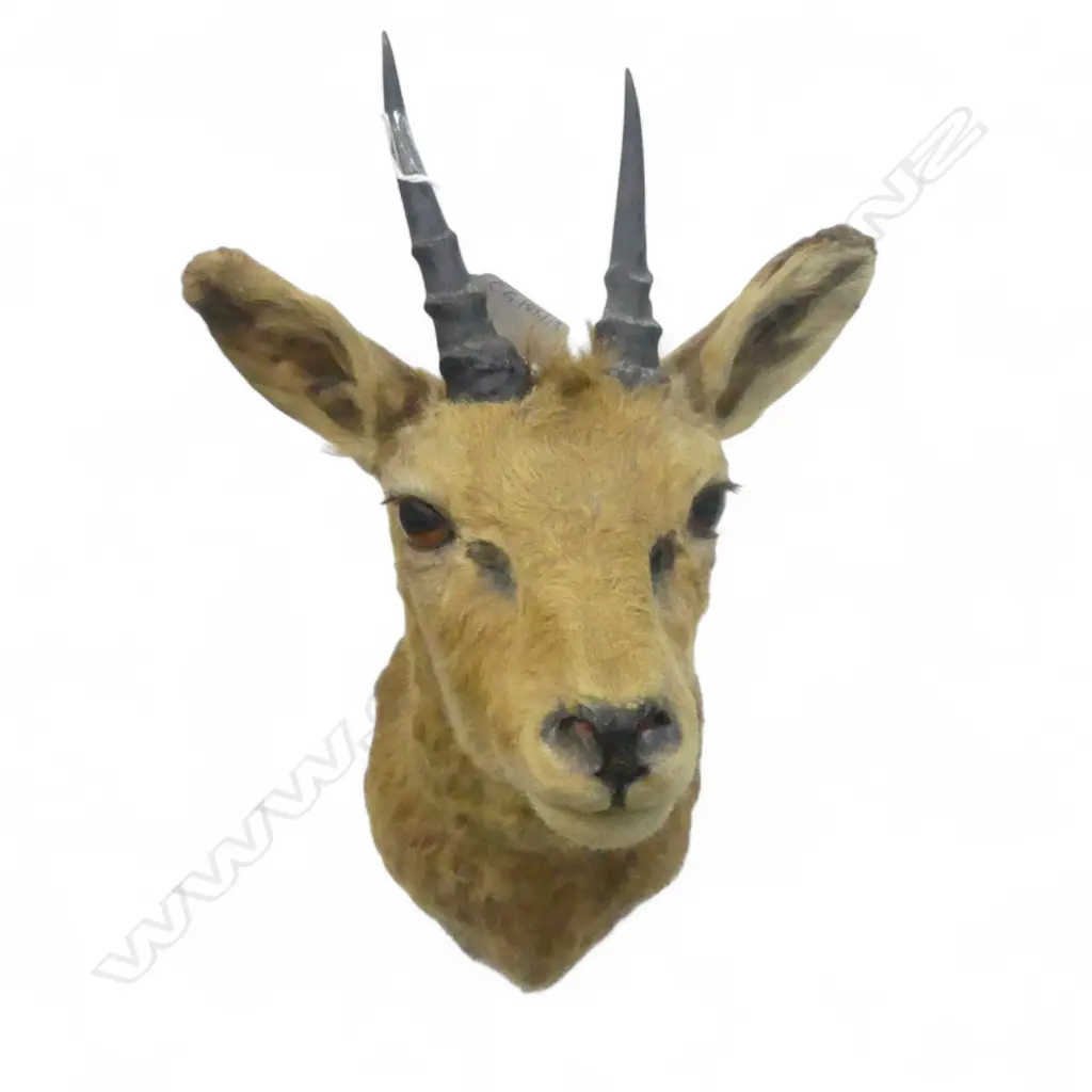 TAXIDERMY KLIPSPRINGER ANTELOPE HEAD H.375mm Image 1++