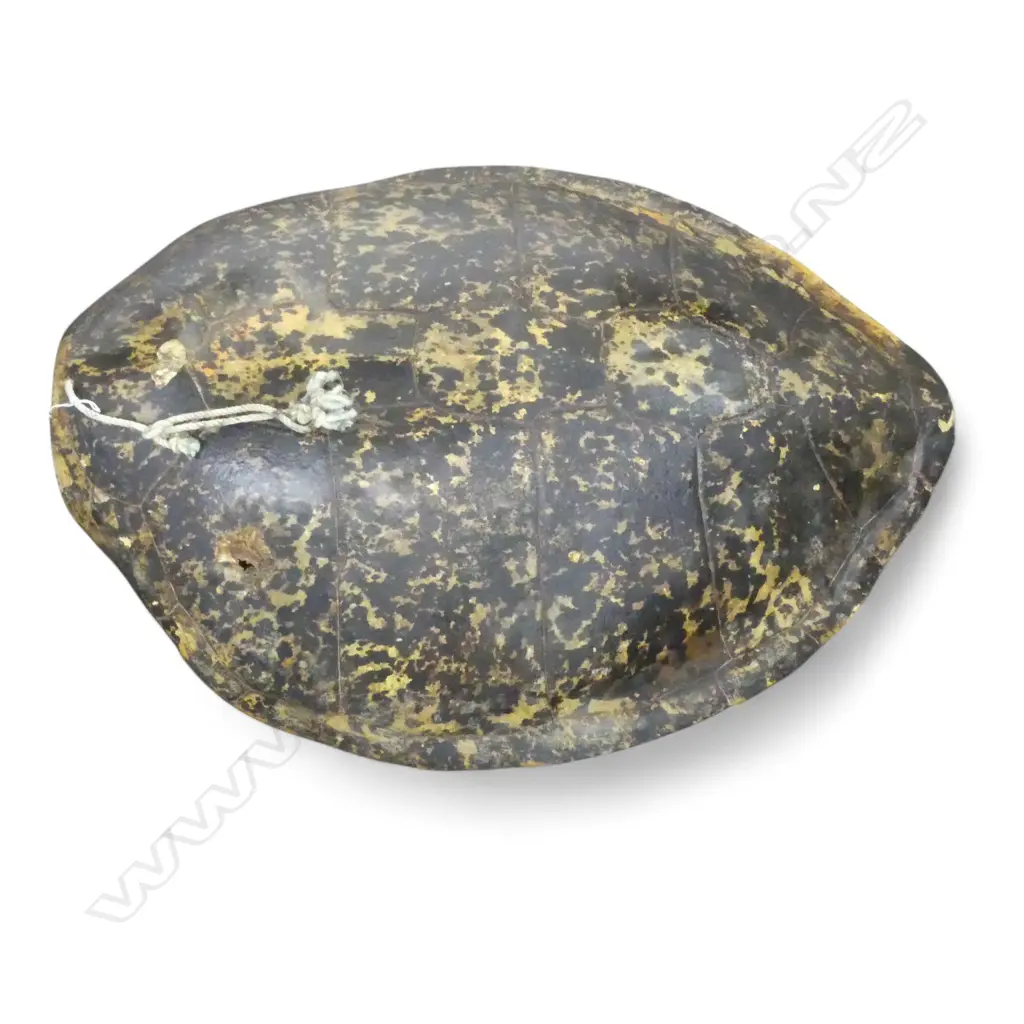 VERY LG TURTLE SHELL L.960mm W.720mm Image 1++