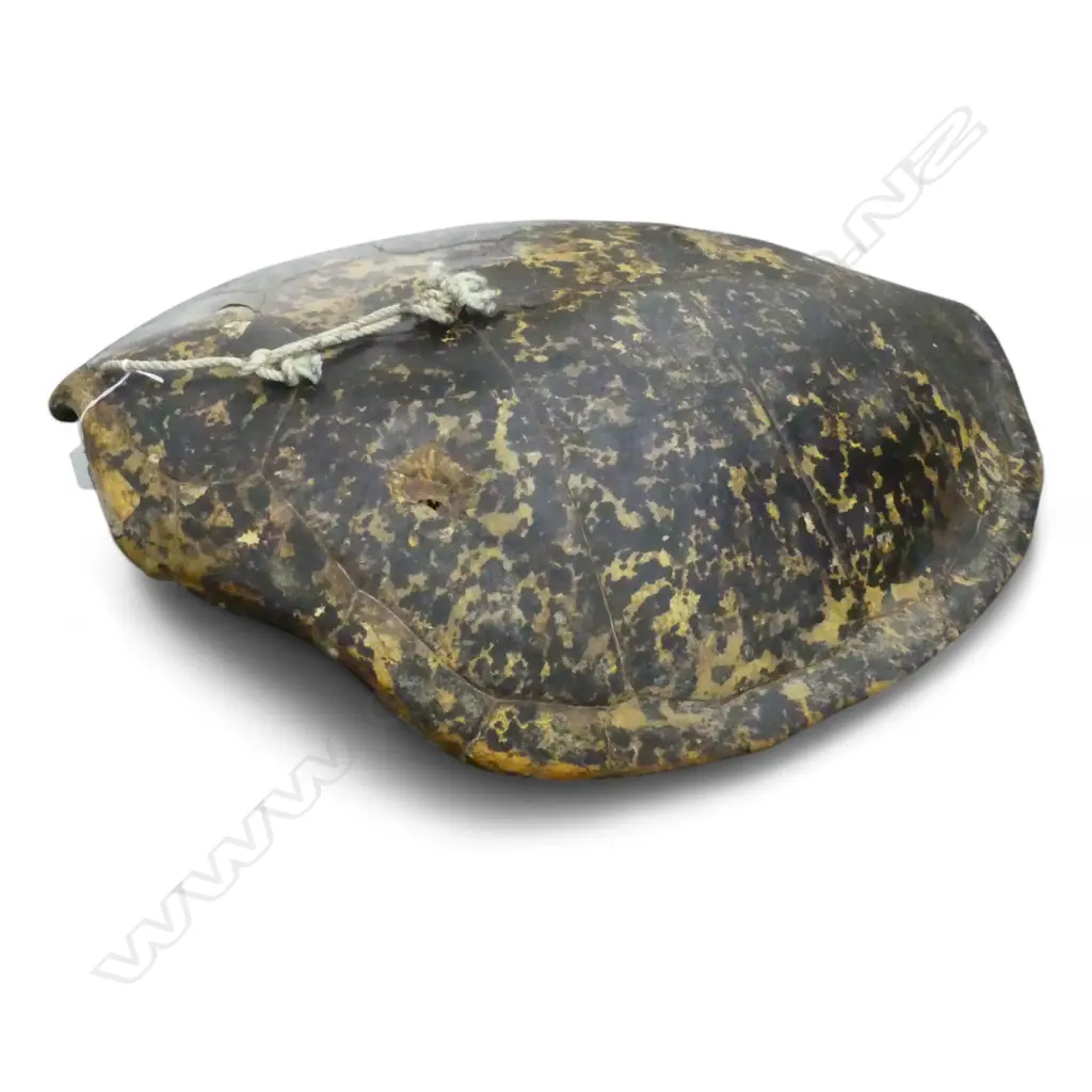 VERY LG TURTLE SHELL L.960mm W.720mm Image 1++