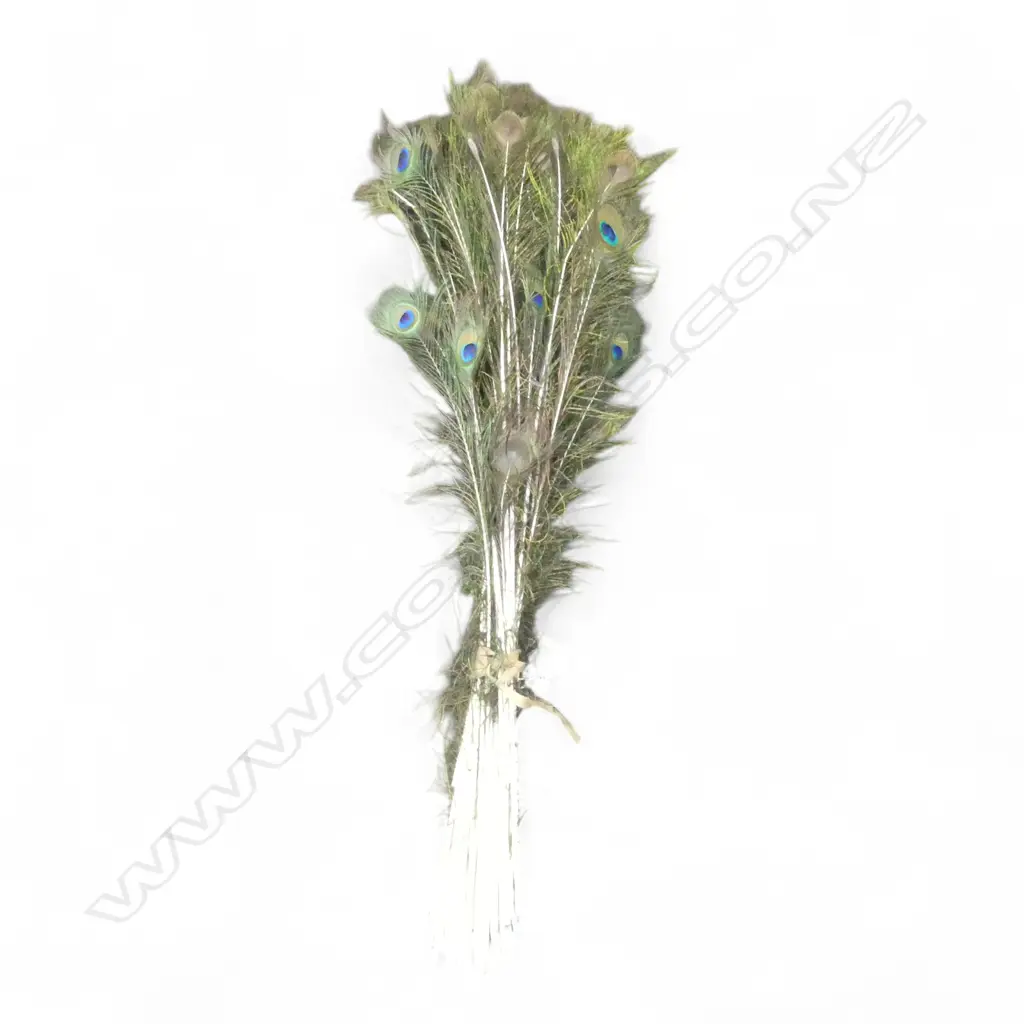 BOUQUET OF PEACOCK FEATHERS  Image 1++