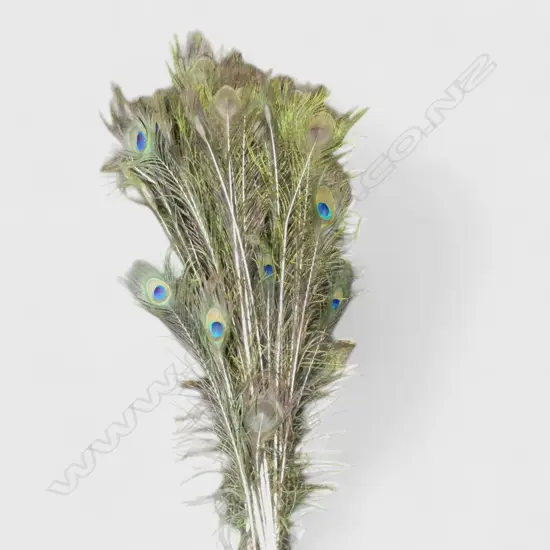 BOUQUET OF PEACOCK FEATHERS 