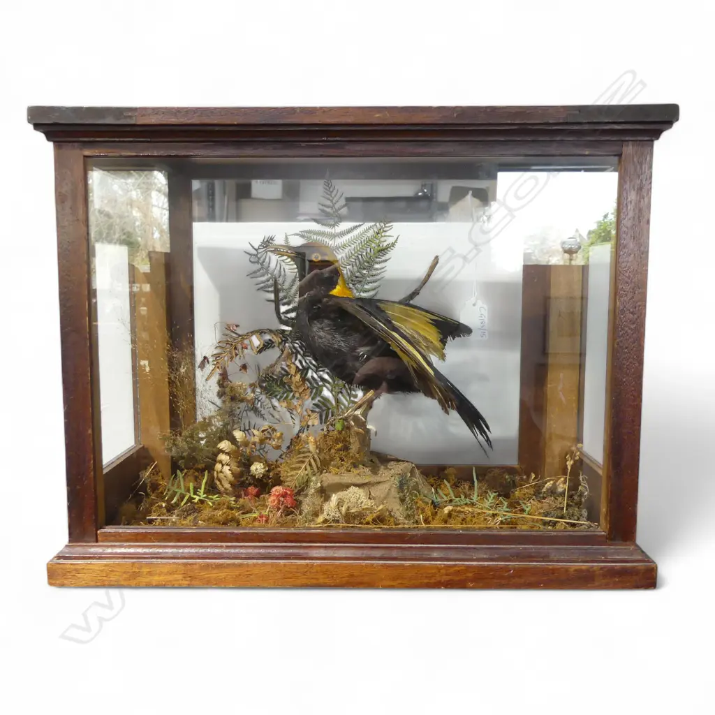 TAXIDERMY REGENT BOWERBIRD IN DISPLAY CASE 420x200x320mm Image 1++