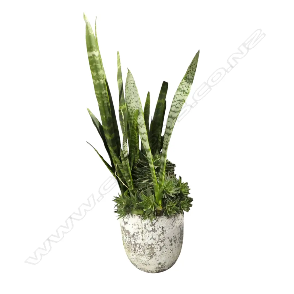 SNAKE PLANT IN CRUCIBLE PLANTER H.1260mm Image 1++